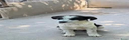 Meticcio cani in regalo: Lele maschio taglia media  a Provincia di Verona - Annuncio 3
