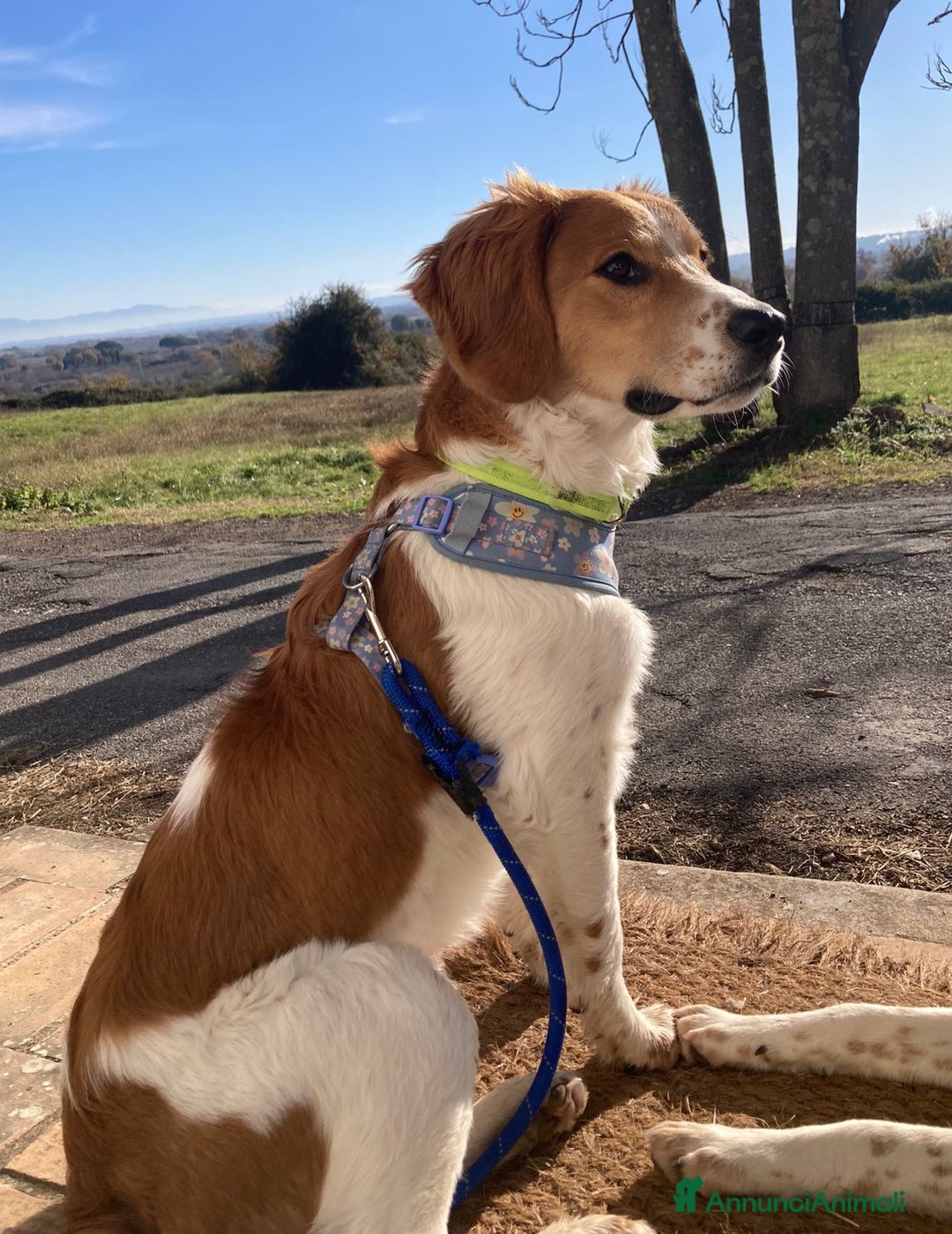 Altre razze cani in regalo: Filippo, 8 mesi, super affettuoso a Città metropolitana di Roma Capitale - Annuncio 2