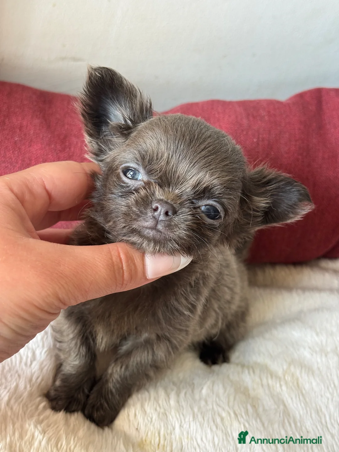 Chihuahua cani in vendita: Chihuahua a Città metropolitana di Roma Capitale - Annuncio 1