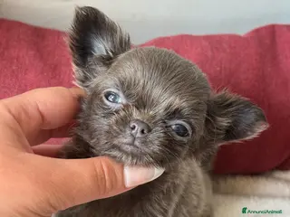 Chihuahua cani Chihuahua - Annuncio 2