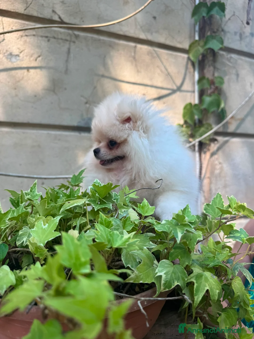Volpino Pomerania cani in vendita: Volpino di Pomerania  - Annuncio 2
