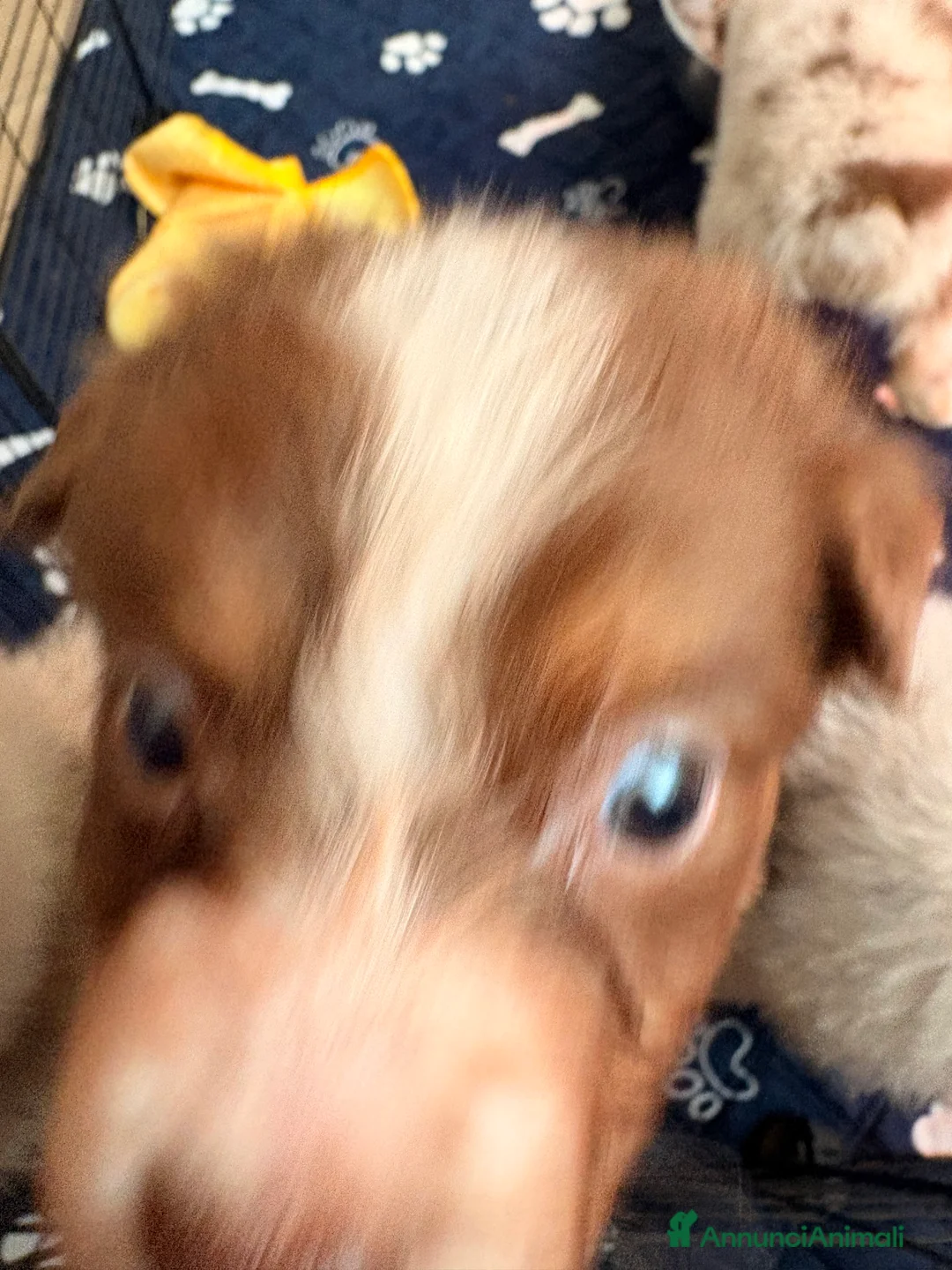 Australian Shepherd cani in vendita: Ultimo cucciolo - Annuncio 11