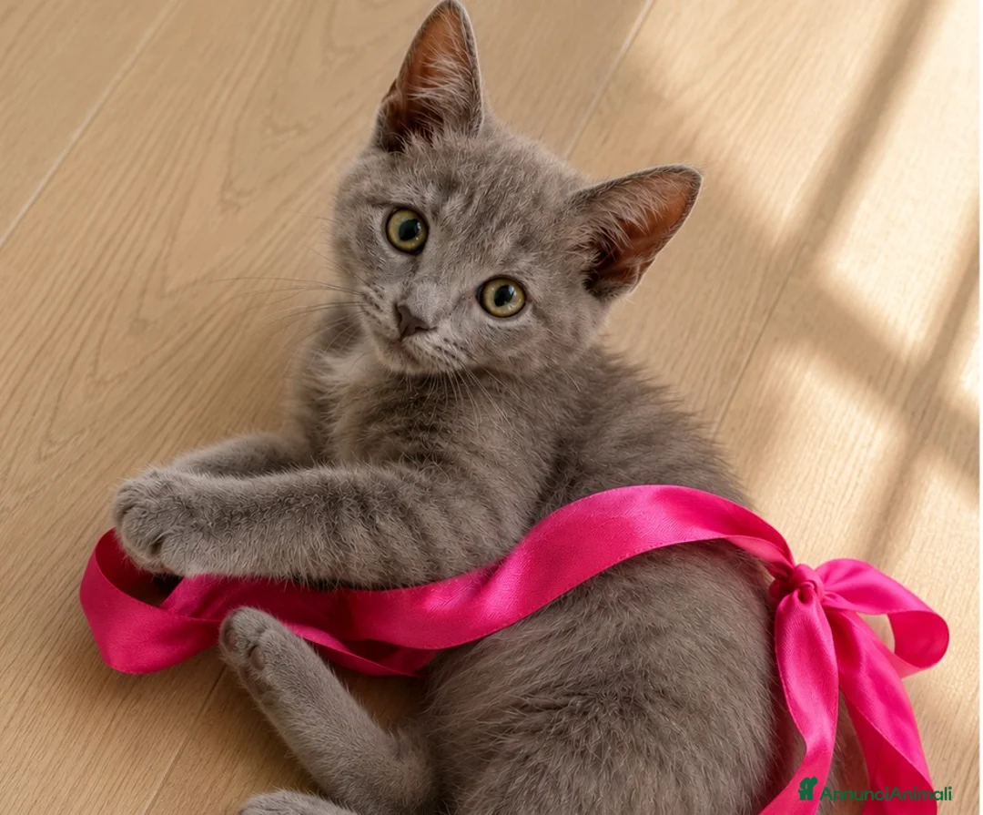 Certosino gatti in regalo: Bellissima certosina, dolce simpatica - Annuncio 1