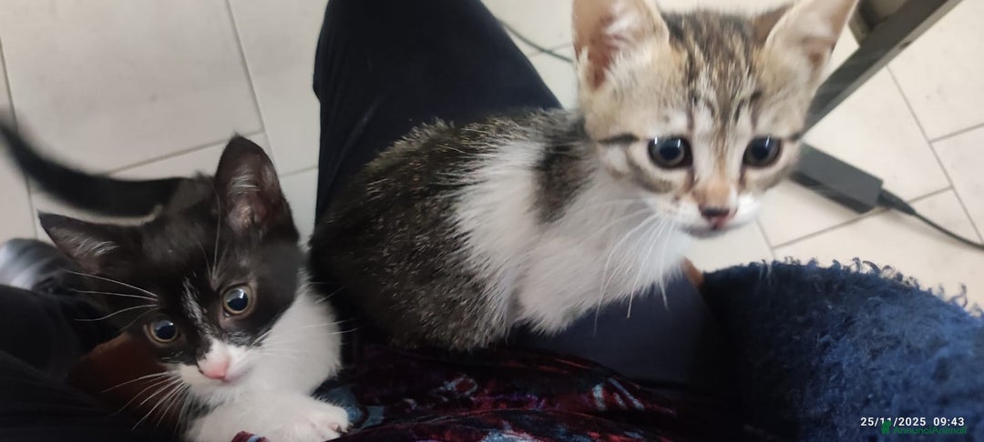 Europeo gatti in regalo: GATTINI CERCANO CASA - Annuncio 5