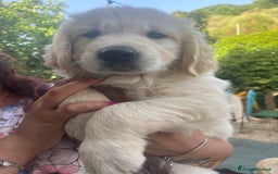 Golden Retriever cani in vendita: Cuccioli di Gold Retriever con pedigree  - Immagine 5
