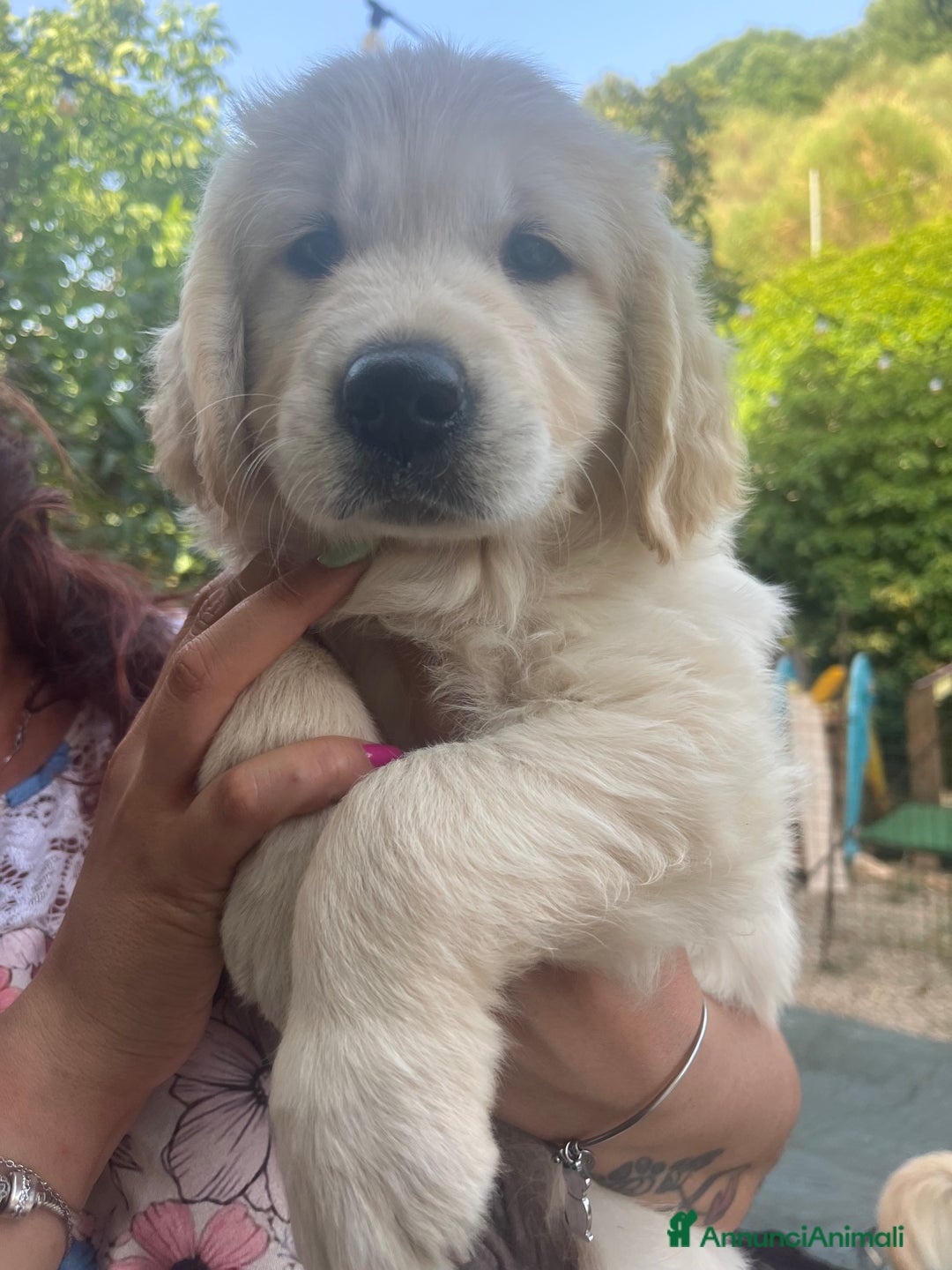 Golden Retriever cani in vendita: Cuccioli di Gold Retriever con pedigree  - Immagine 5