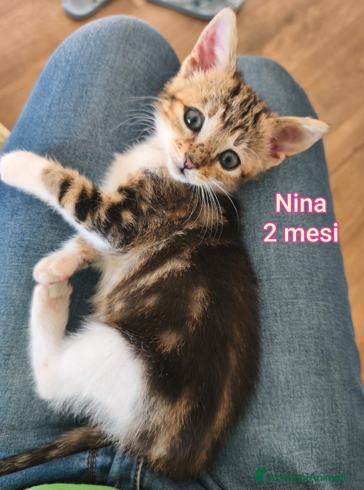 Meticcio gatti TANTI GATTINI BISOGNOSI  - Annuncio 1