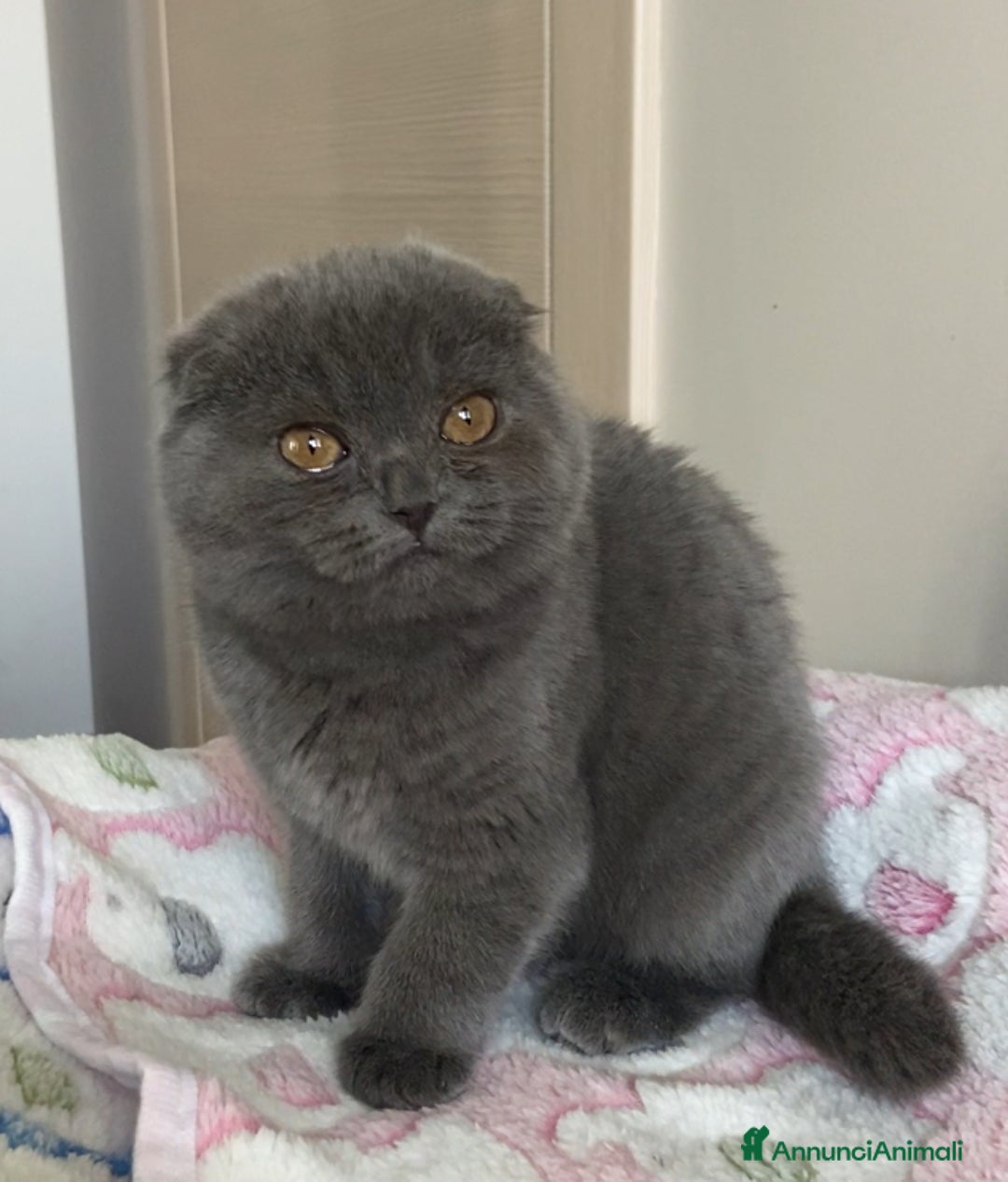 Scottish gatti in vendita: Scottish straight e fold - Annuncio 9