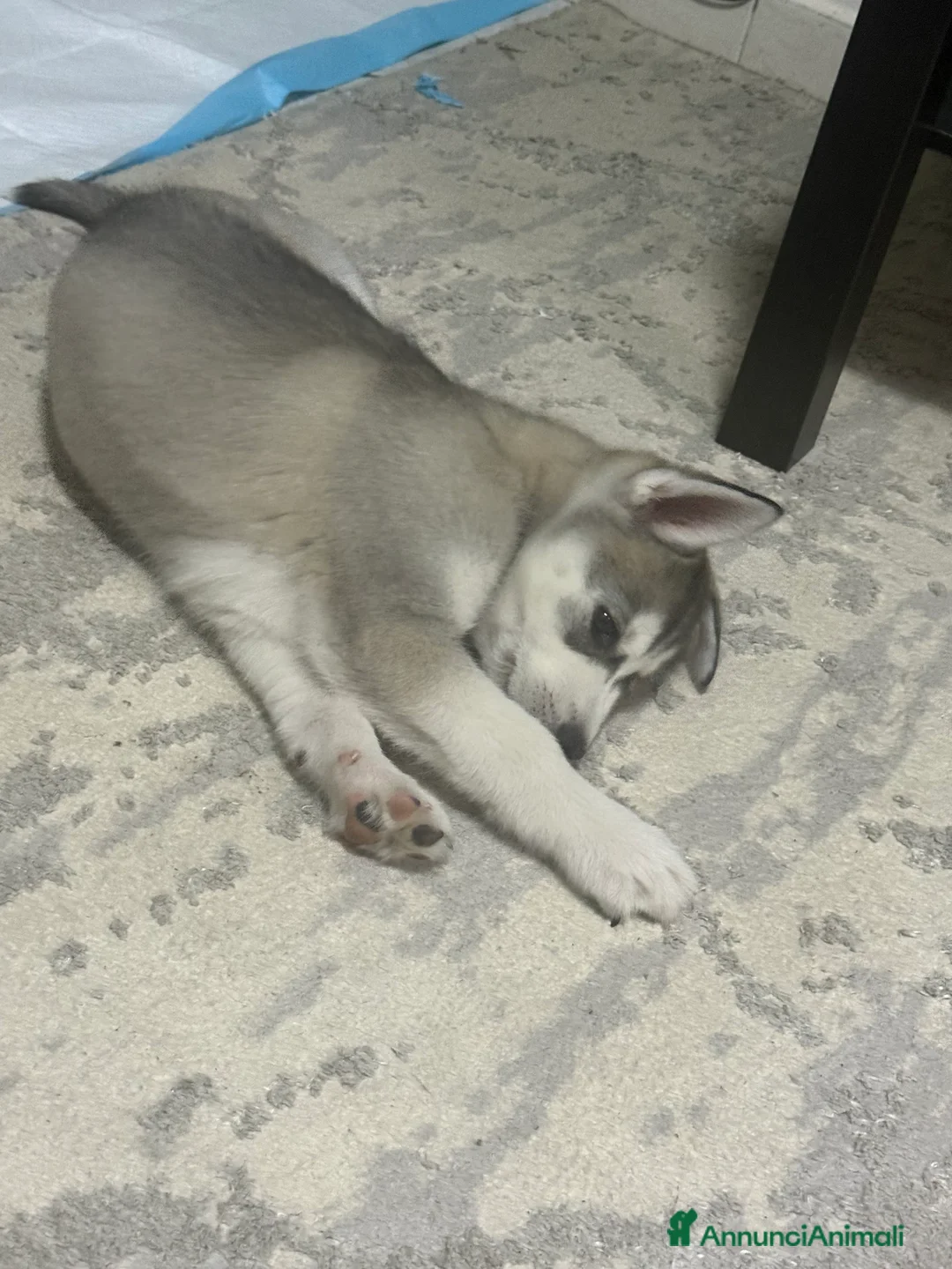 Husky cani in vendita: Siberian husky - Annuncio 5