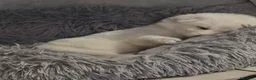 Pastore Svizzero cani in vendita: Cuccioli pastore svizzero bianco - Annuncio 18