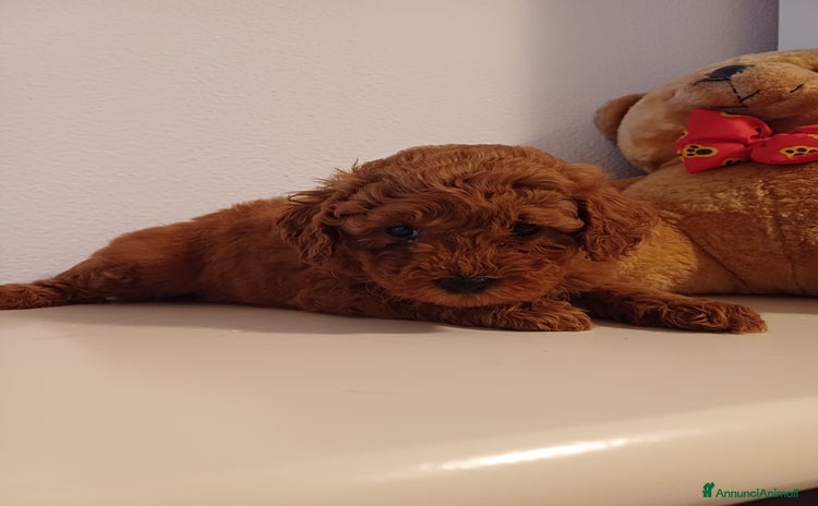 Barboncino Toy cani a Città Metropolitana di Genova - Annuncio 2