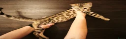 Bengala gatti in vendita: Stupenda cucciola di gatto Bengala 3 mesi - Annuncio 2
