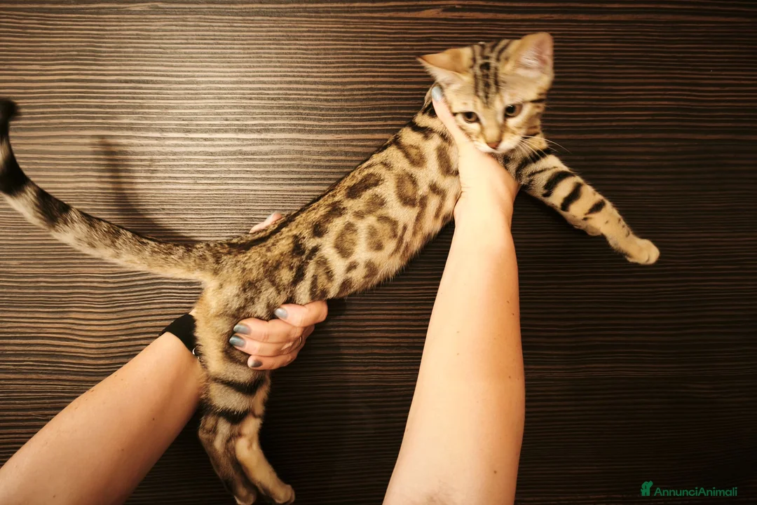 Bengala gatti in vendita: Stupenda cucciola di gatto Bengala 3 mesi - Annuncio 2