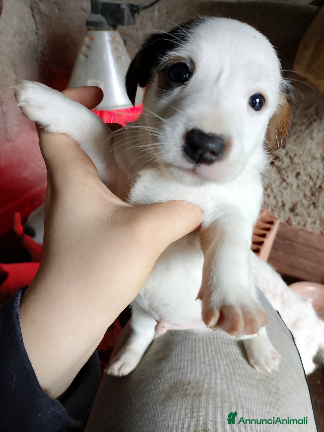 Jack Russell cani in vendita: Jack Russel cucciolo  - Annuncio 7