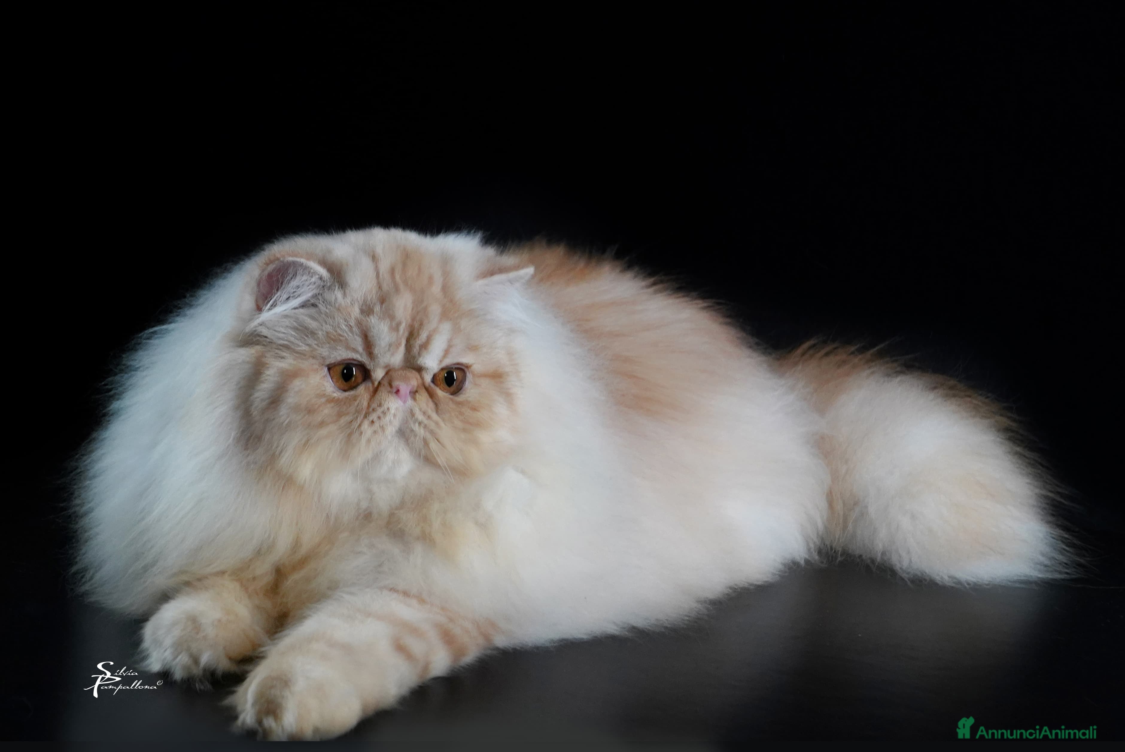 Persiano gatti Gatto persiano  - Annuncio 1