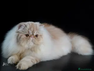 Persiano gatti Gatto persiano - Annuncio 1