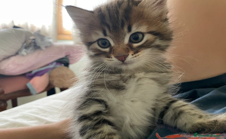 Siberiano gatti a Provincia di Treviso - Annuncio 4
