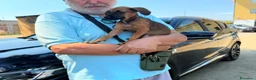 Segugio cani in regalo: Titti dolcissima simil segugina  - Annuncio 2