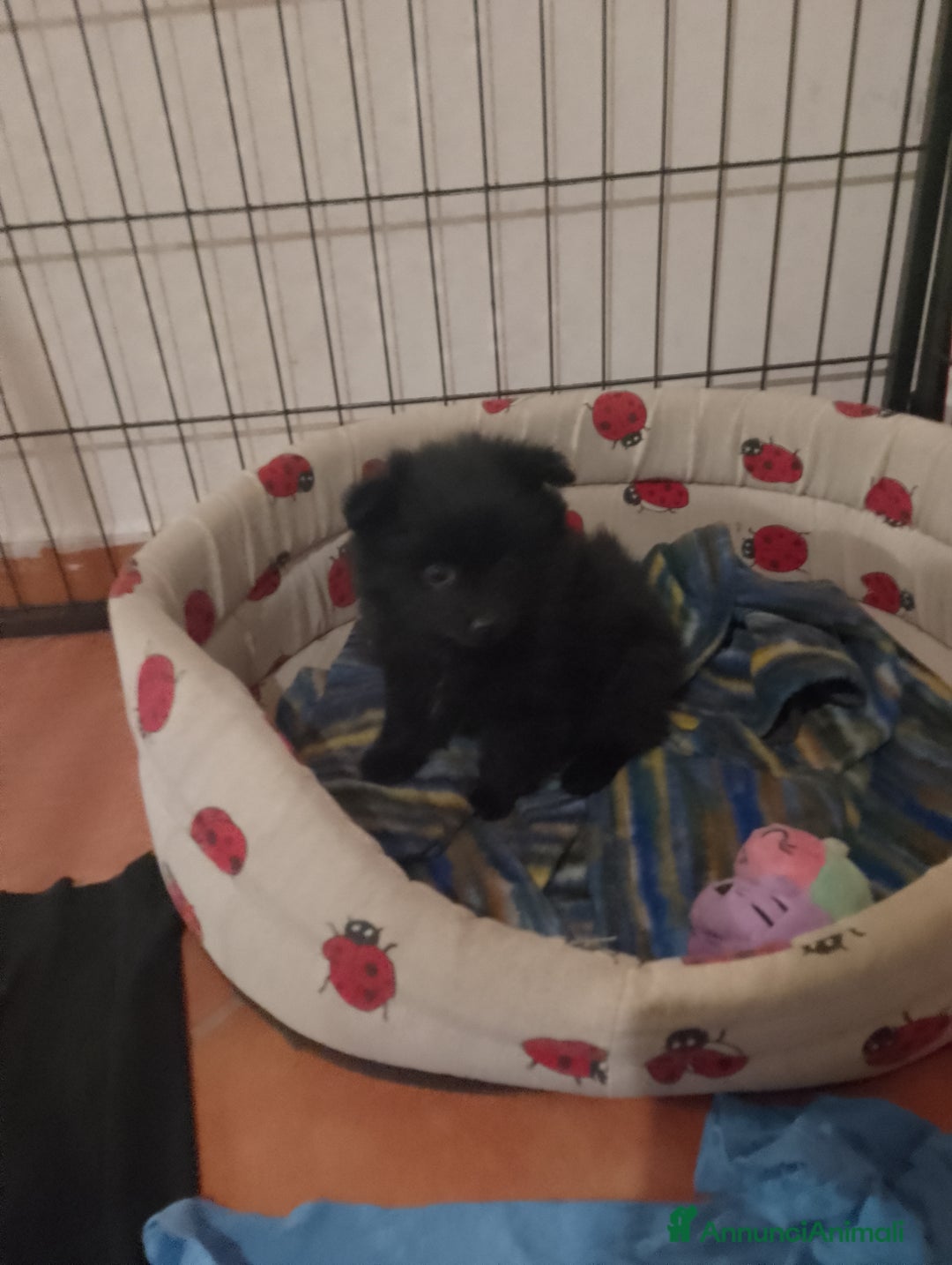 Volpino Italiano cani in vendita: Volpini italiani - Annuncio 8