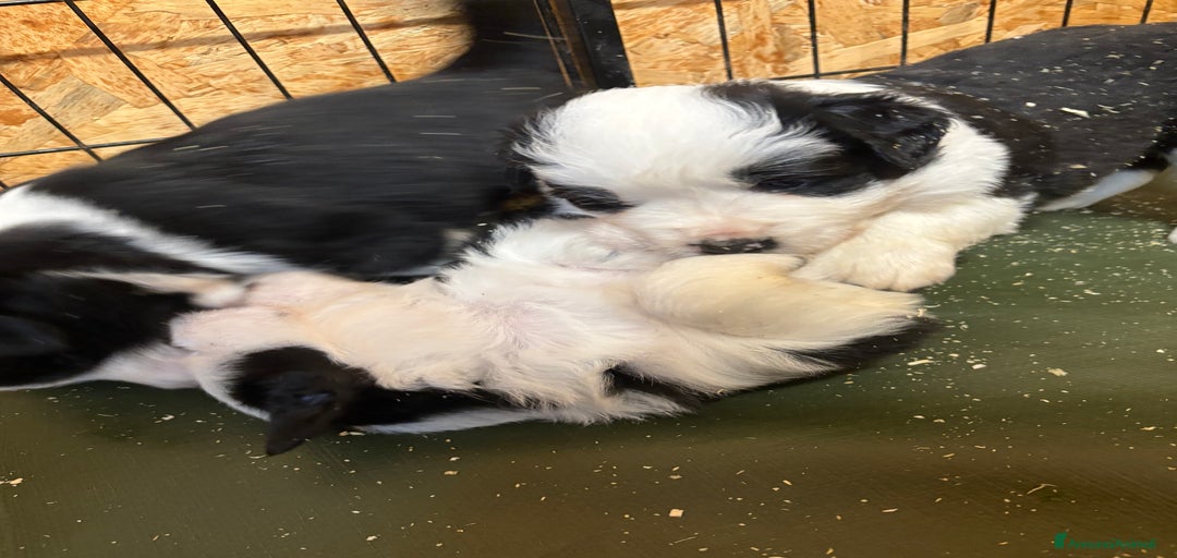 Immagine della galleria {{count}}