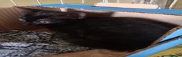 Europeo gatti in regalo: gattino 2 mesi cerca casa❤️❤️ - Annuncio 4