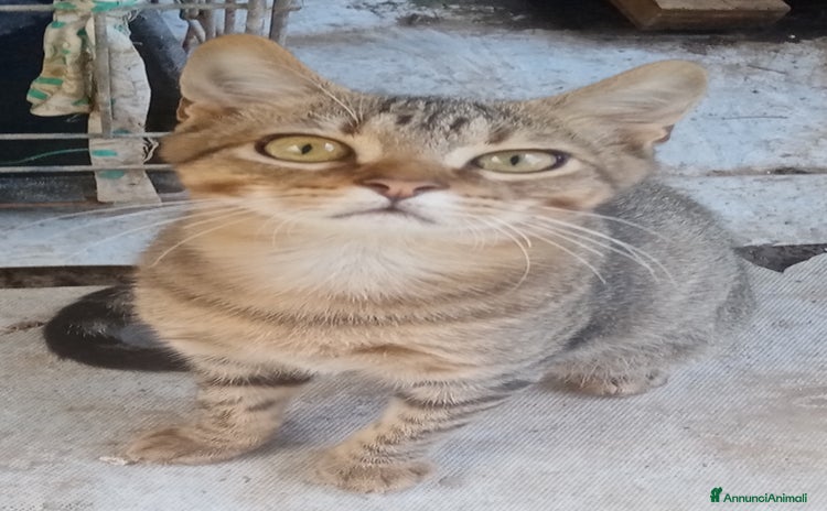 Altre razze gatti - Annuncio 5