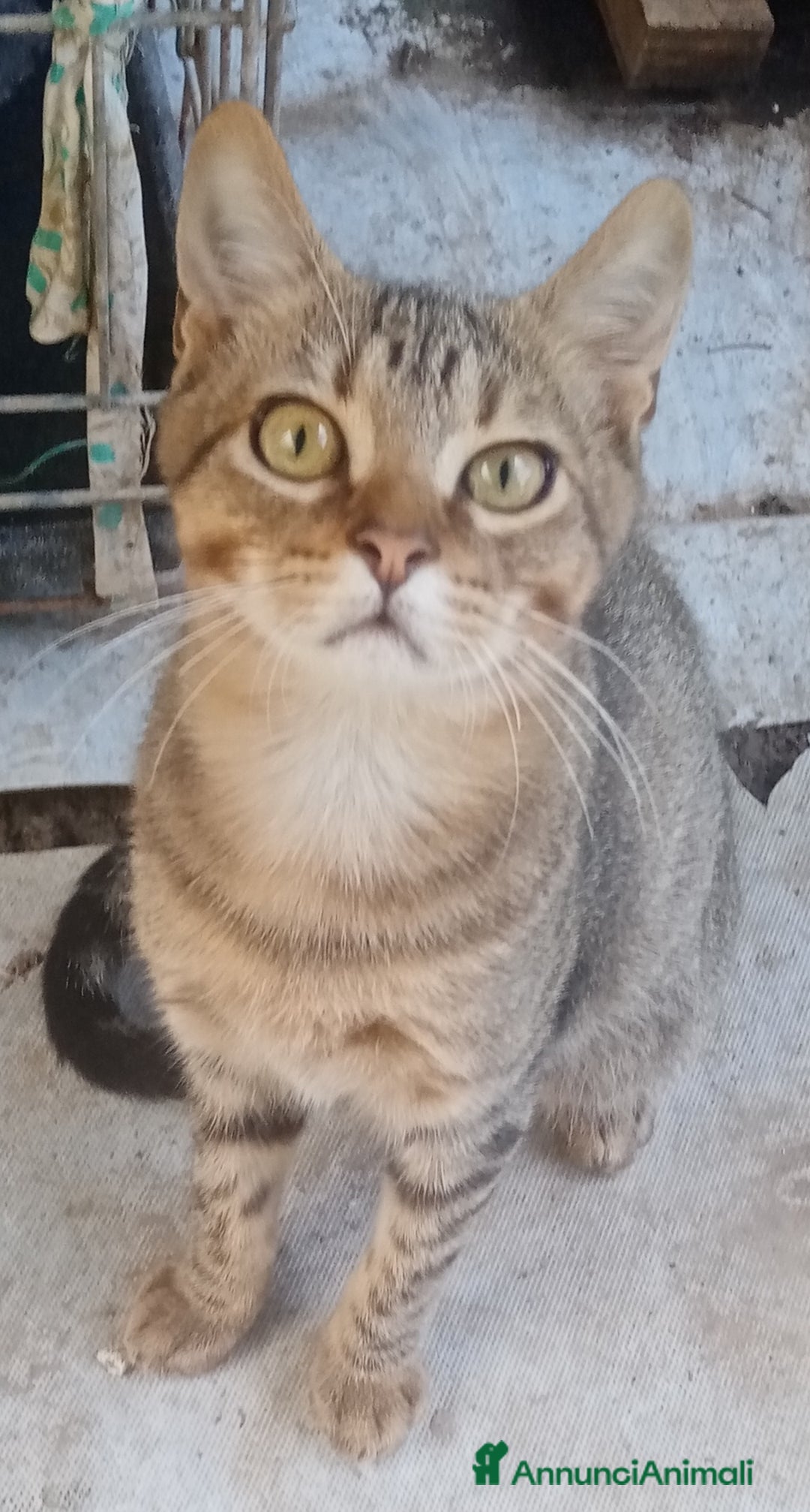 Altre razze gatti in regalo: Bellissimo tigratino a pelo corto - Annuncio 1