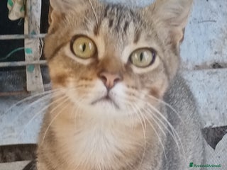 Altre razze gatti Bellissimo tigratino a pelo corto - Annuncio 38