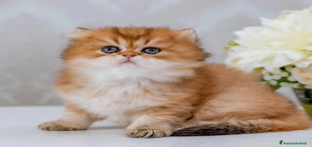 Immagine della galleria {{count}}