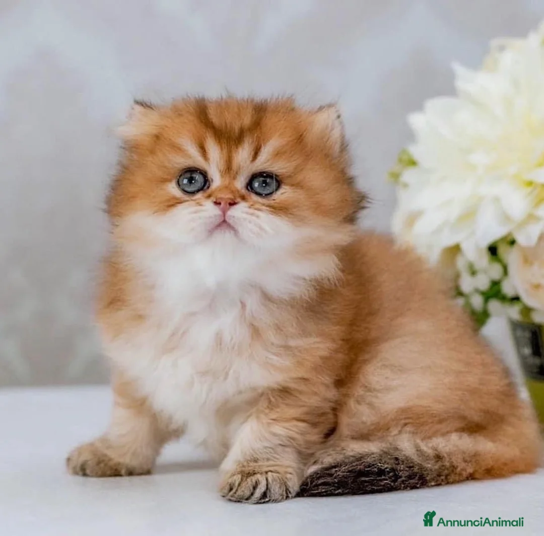 Immagine della galleria {{count}}