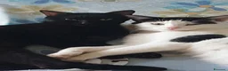 Meticcio gatti in regalo: ADOZIONE DISPERATA!: soli in casa vuota!2fratelli - Annuncio 1