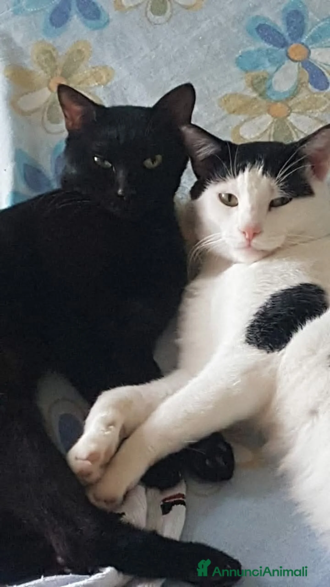 Meticcio gatti in regalo: ADOZIONE DISPERATA!: soli in casa vuota!2fratelli - Annuncio 1