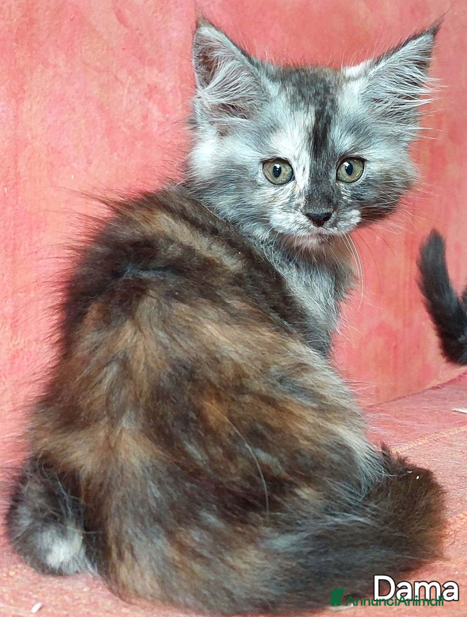 Maine Coon gatti Cuccioli Maine Coon di tanti colori - Annuncio 2