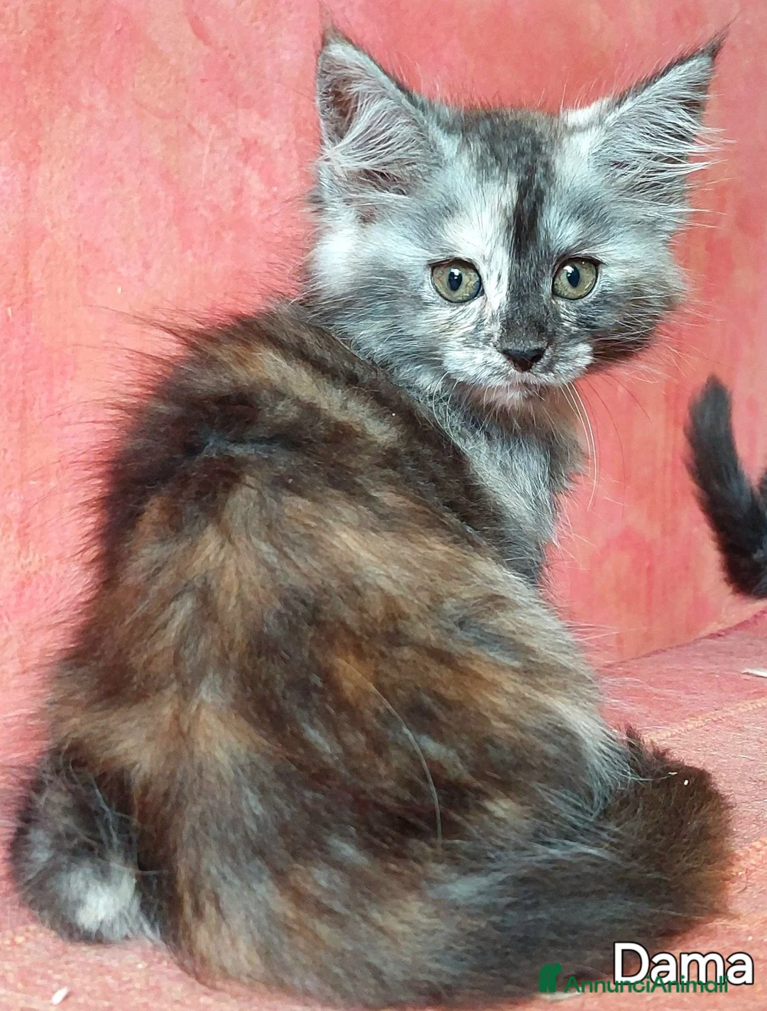 Maine Coon gatti in vendita: Cuccioli Maine Coon di tanti colori a Provincia di Alessandria - Annuncio 1