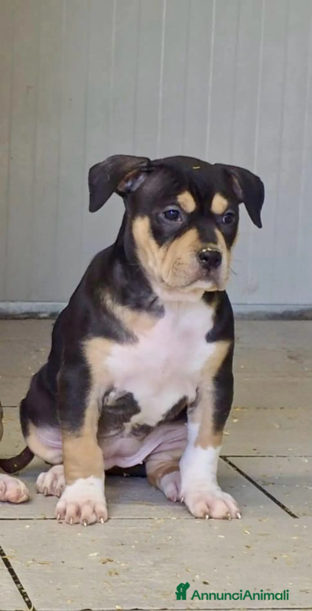 Pitbull cani in vendita: Cucciola American Pitbull Terrier UKC  - Annuncio 4