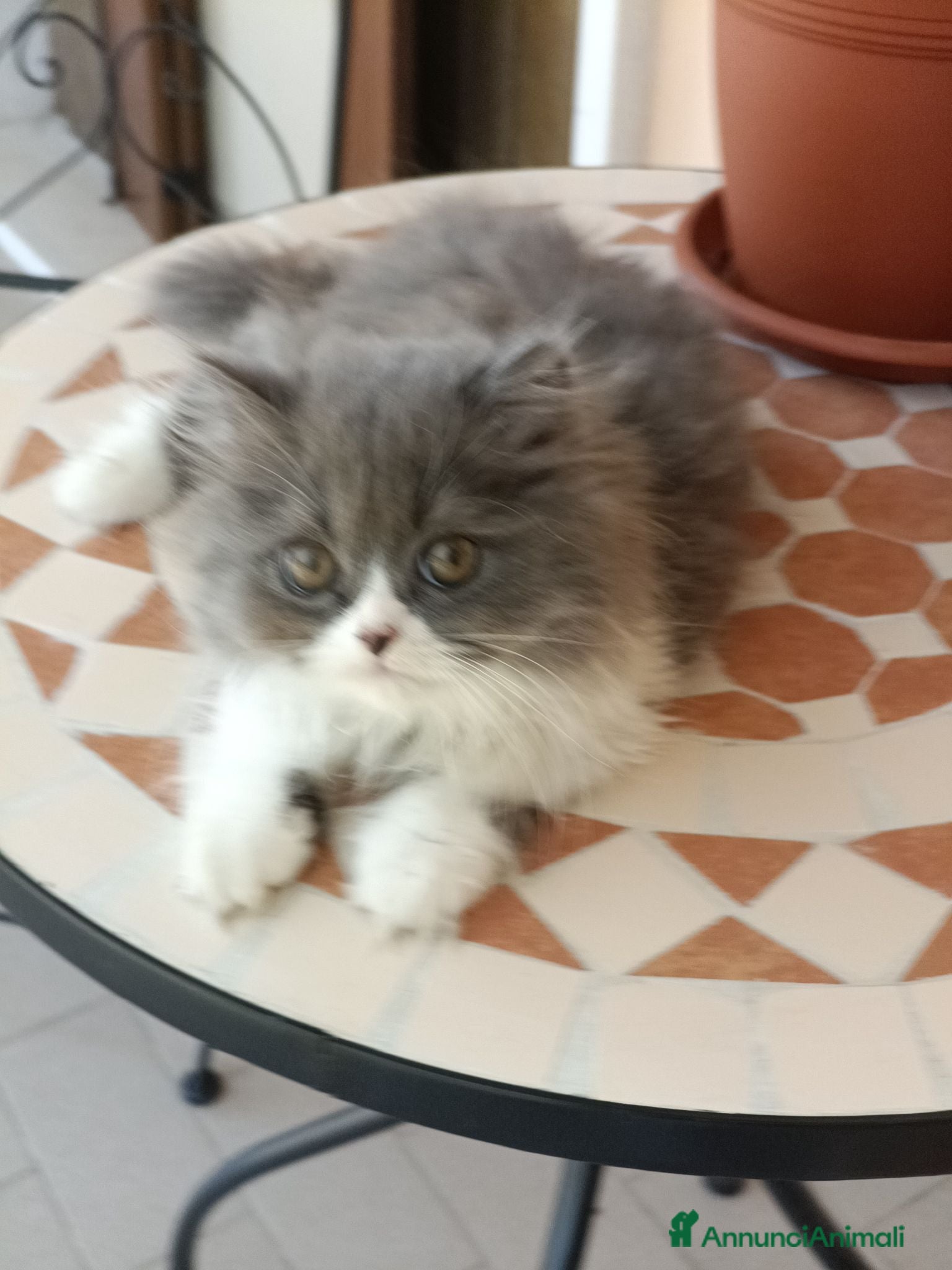 Persiano gatti Bizet cucciolo di persiano - Annuncio 2