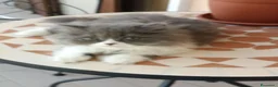 Persiano gatti in vendita: Bizet cucciolo di persiano - Annuncio 1
