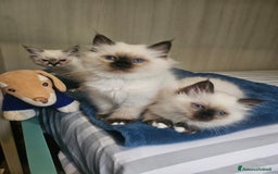 Sacro di Birmania gatti in vendita: ULTIMO CUCCIOLO SACRO DI BIRMANIA - Immagine 3