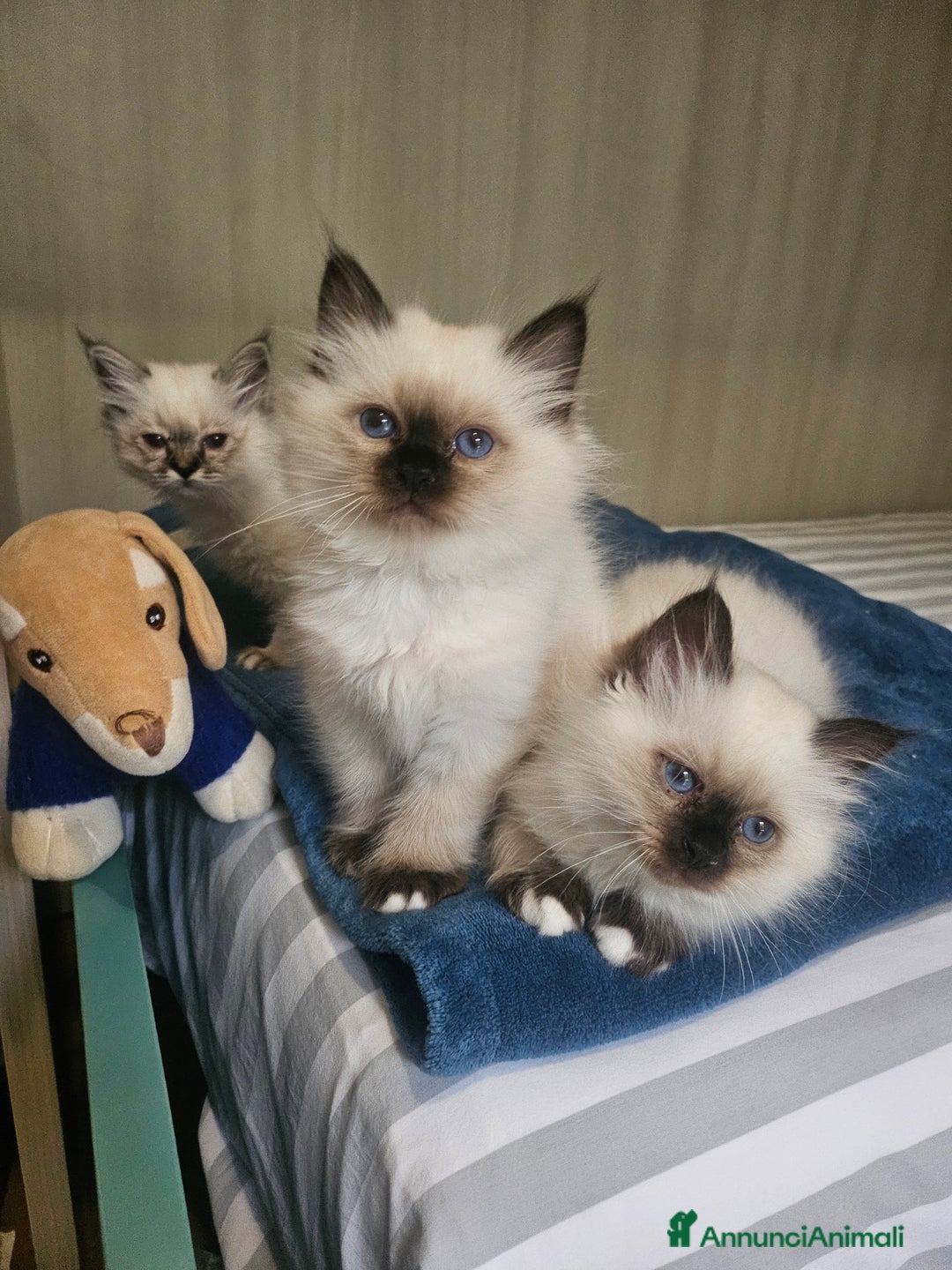 Sacro di Birmania gatti in vendita: ULTIMO CUCCIOLO SACRO DI BIRMANIA - Immagine 3