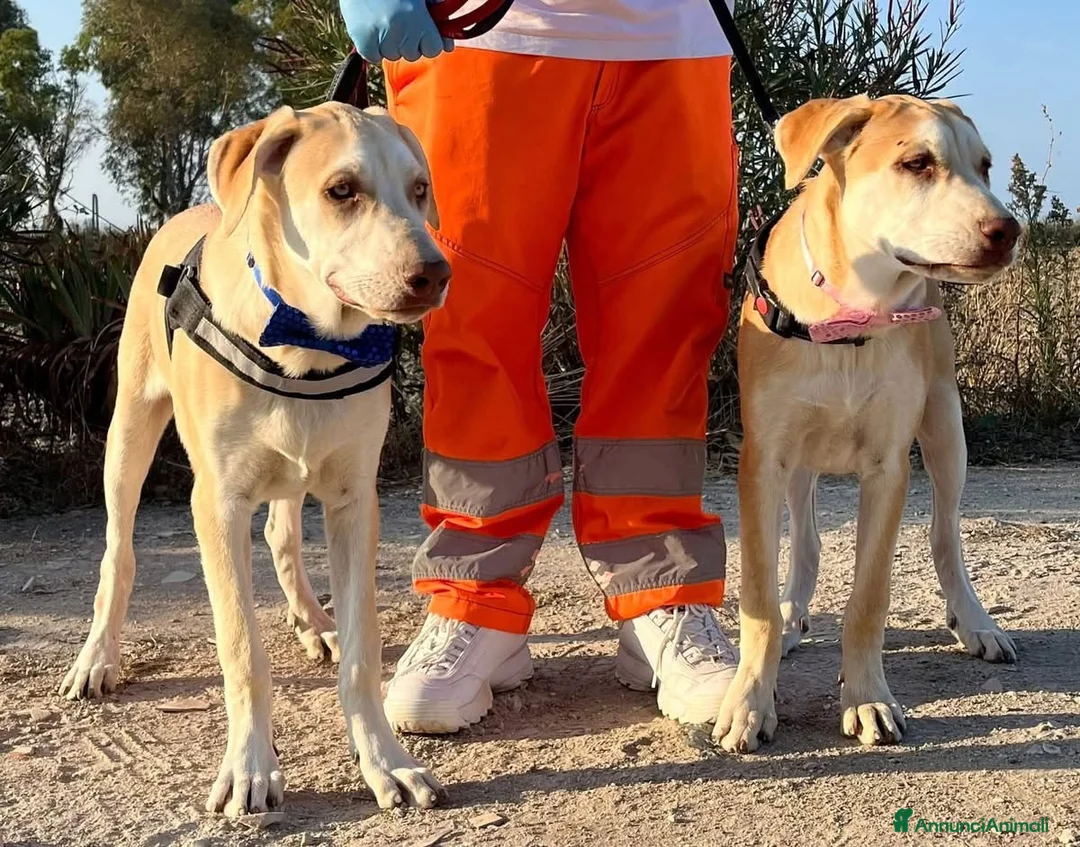 Meticcio cani in regalo: Vasco - Annuncio 5