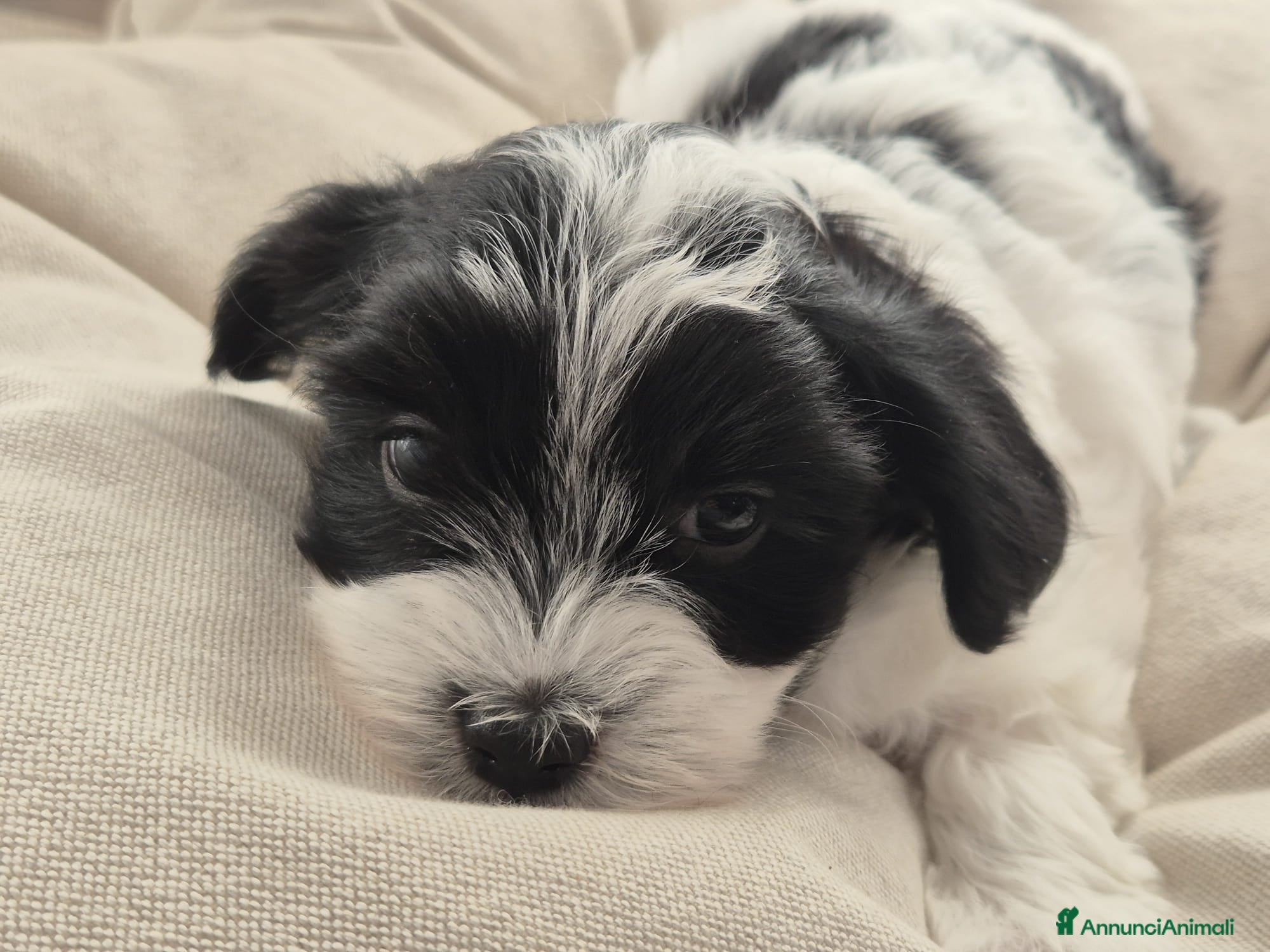 Bichon cani CUCCIOLI BICHON HAVANAIS - Annuncio 1