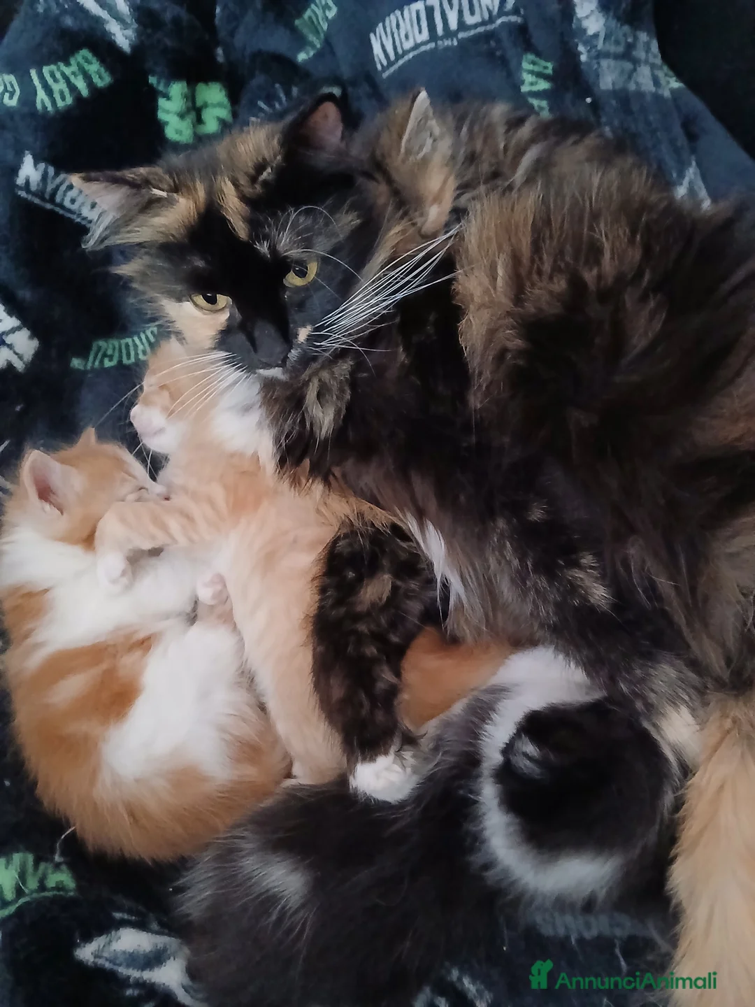 Meticcio gatti in regalo: Regalo gattini  - Annuncio 2
