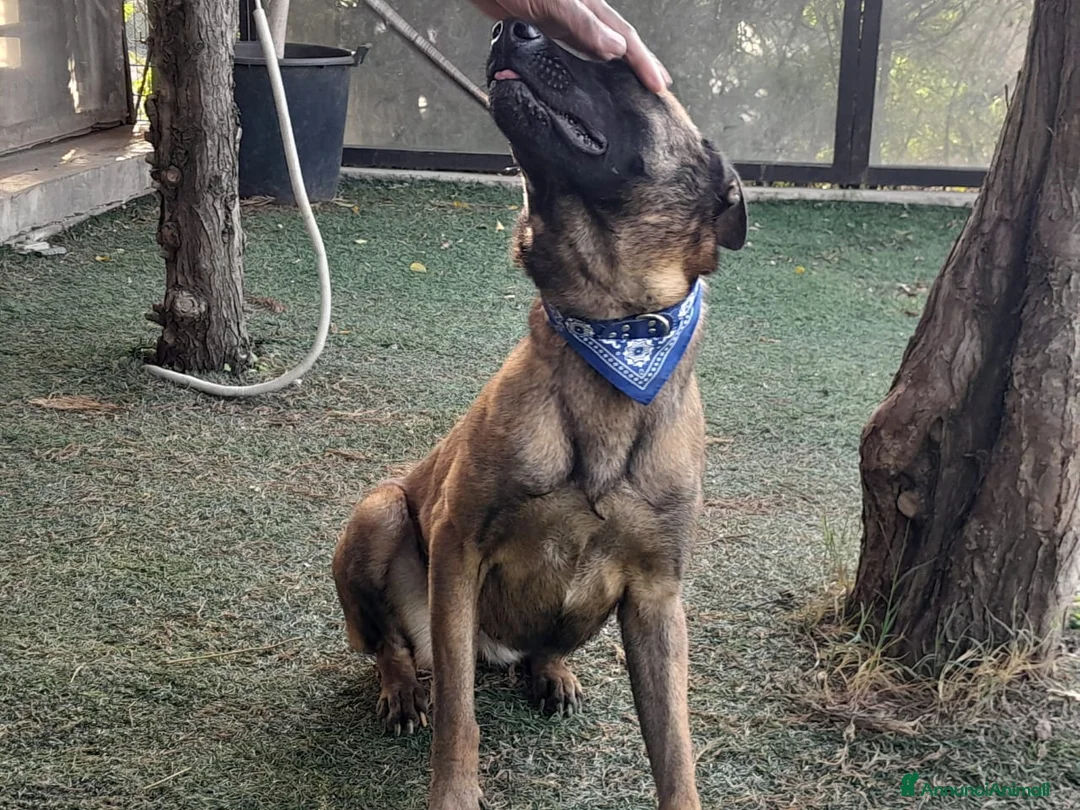 Meticcio cani in regalo: Akila, Malinois dolce e giocherellona - Annuncio 2