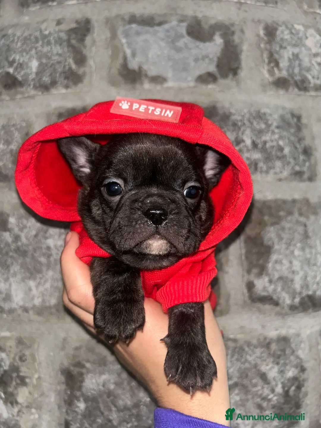 Bulldog Francese cani in vendita: baby bulldog francese  - Annuncio 3