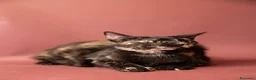 Europeo gatti in regalo: Gattini in adozione  a Provincia di Padova - Annuncio 4