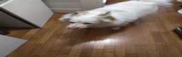 Meticcio cani in regalo: Yuki vorrebbe avere una famiglia  - Annuncio 2