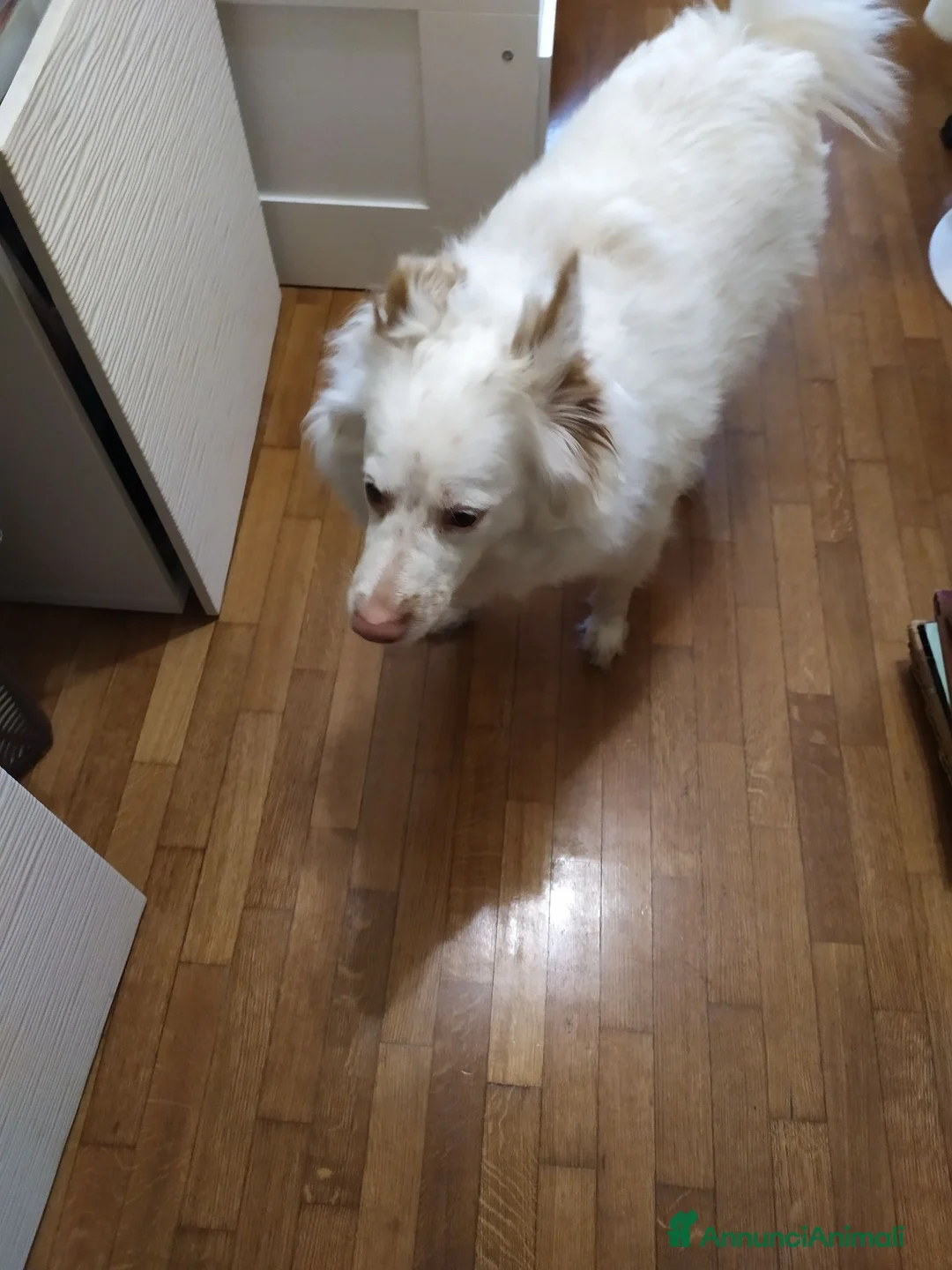 Meticcio cani in regalo: Yuki vorrebbe avere una famiglia  - Annuncio 2