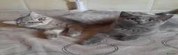 Scottish gatti in vendita: Cuccioli Scottish fold e Scottish straight  - Annuncio 4