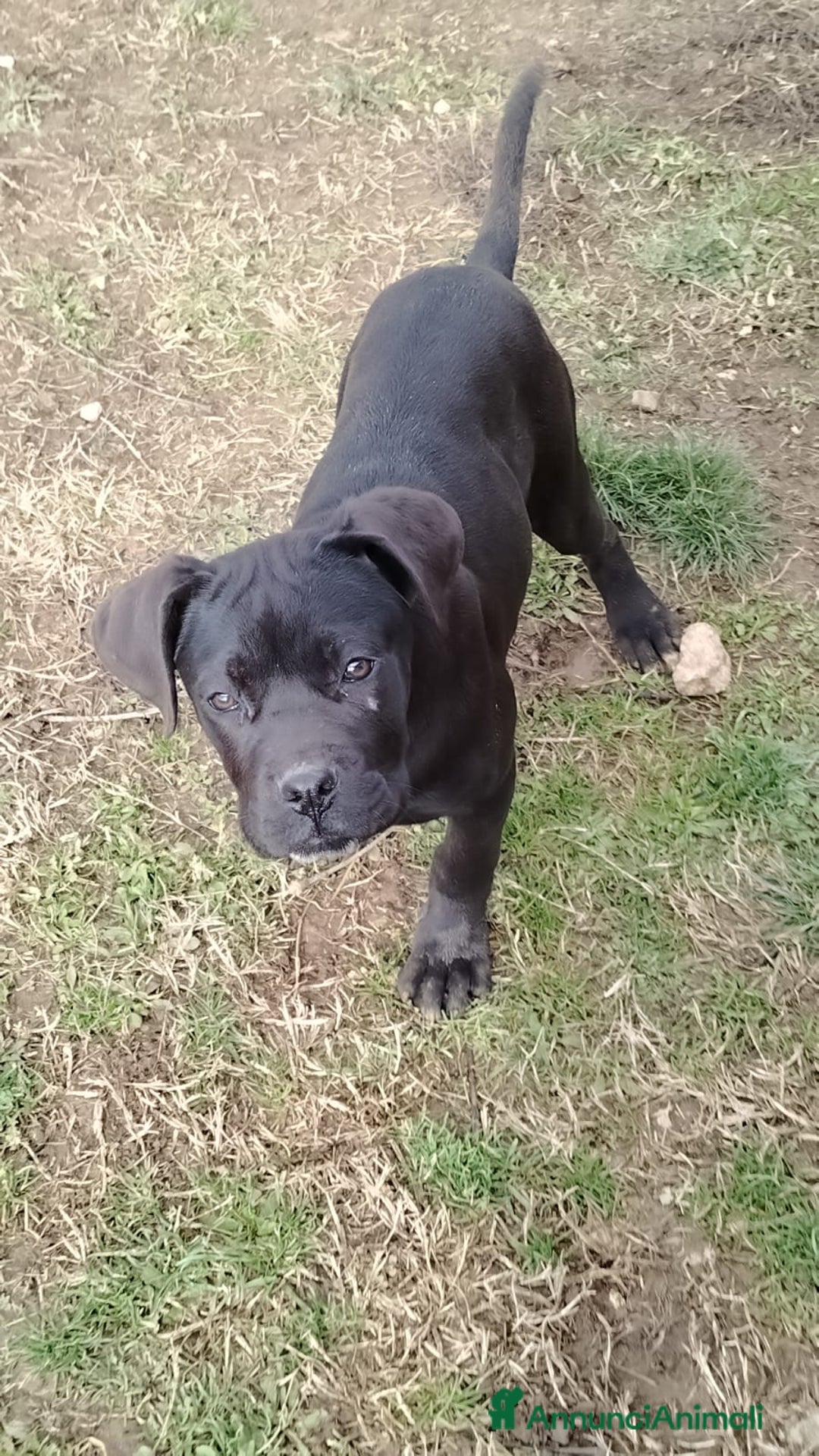 Cane Corso cani in vendita: Cucciole di Cane Corso Pedigree - Annuncio 4