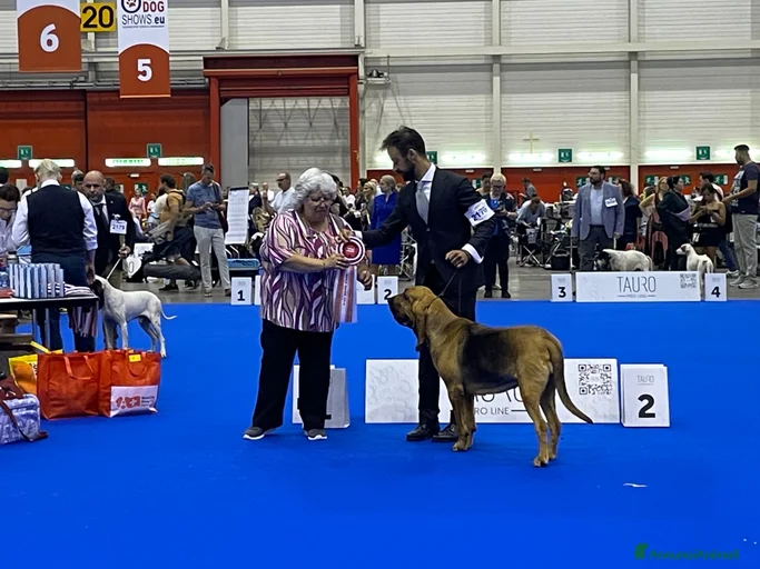 Immagine della galleria {{count}}